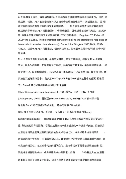 成骨相关标志物