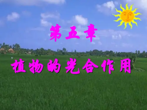 第五章  植物的光合作用