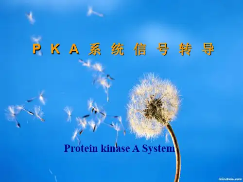 PKA系统信号转导