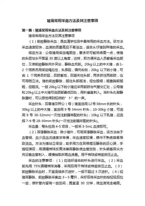 猪场常用采血方法及其注意事项