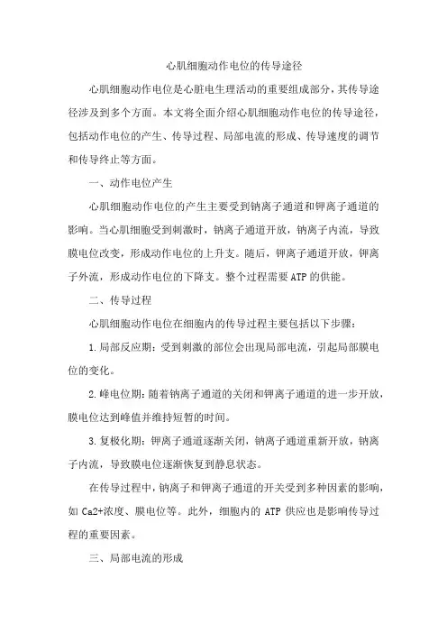 心肌细胞动作电位的传导途径