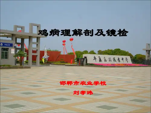 鸡病理解剖及镜检