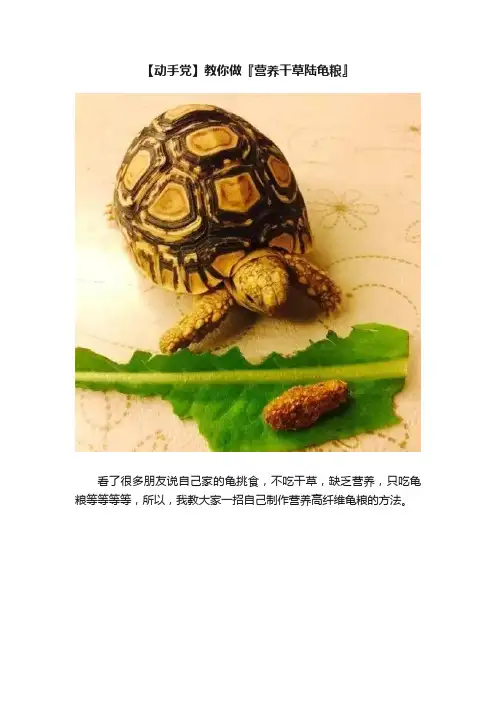【动手党】教你做『营养干草陆龟粮』