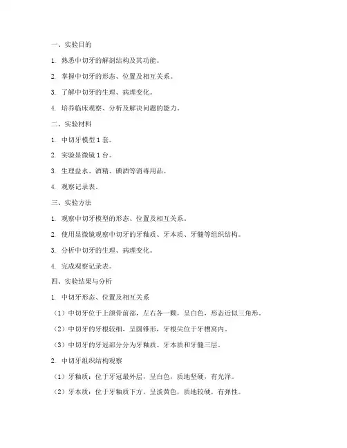 中切牙实验报告