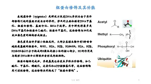 组蛋白修饰及其功能(乙酰化,甲基化,磷酸化等)(教学课件)