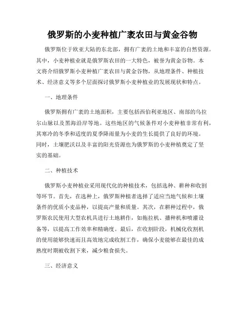 俄罗斯的小麦种植广袤农田与黄金谷物