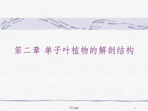 单子叶植物的解剖结构