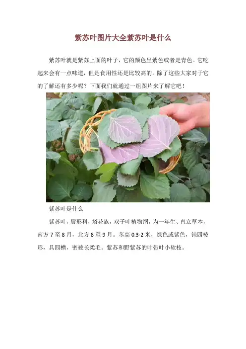 紫苏叶图片大全 紫苏叶是什么