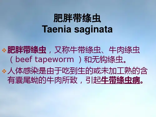 11牛带绦虫
