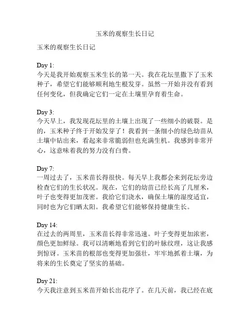 玉米的观察生长日记