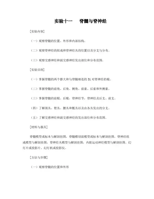 人体解剖学实验十一脊髓与脊神经