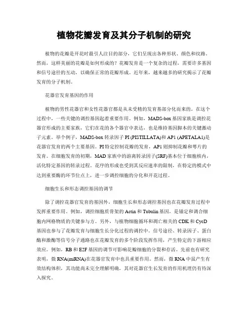 植物花瓣发育及其分子机制的研究