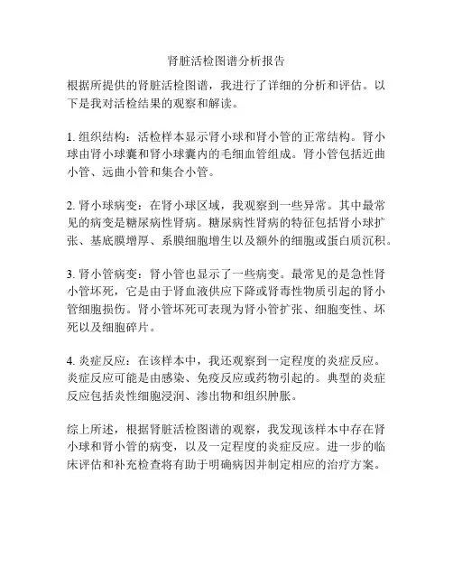 肾脏活检图谱分析报告