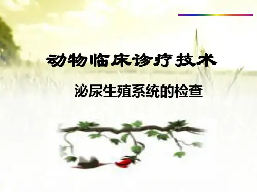 动物临床诊疗泌尿生殖系统的检查-PPT课件