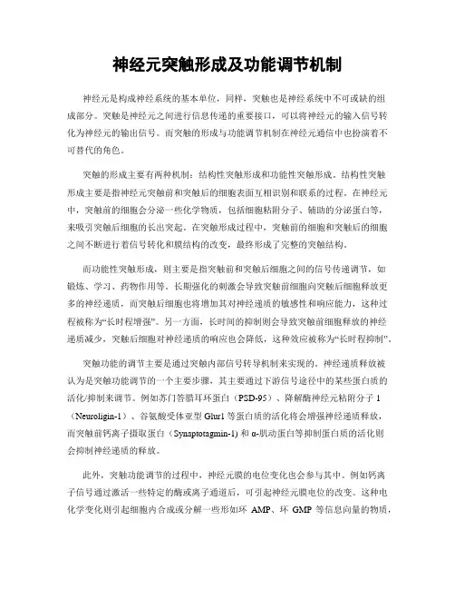 神经元突触形成及功能调节机制