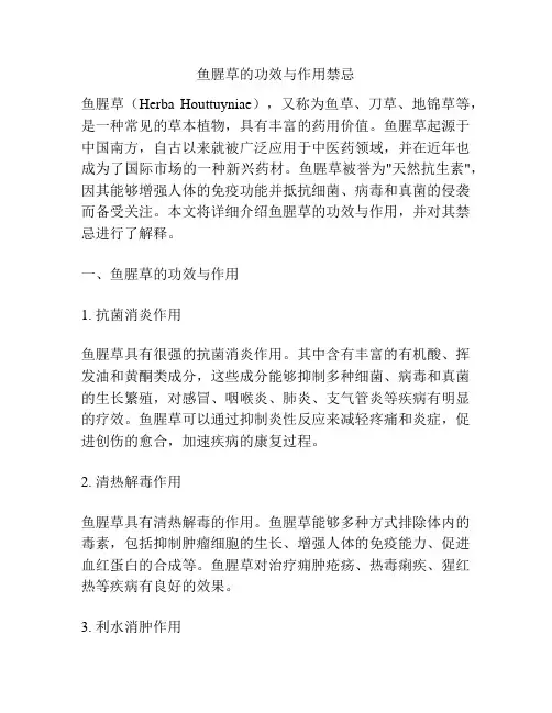 鱼腥草的功效与作用禁忌