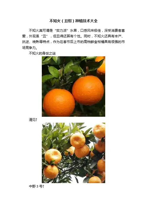 不知火（丑柑）种植技术大全