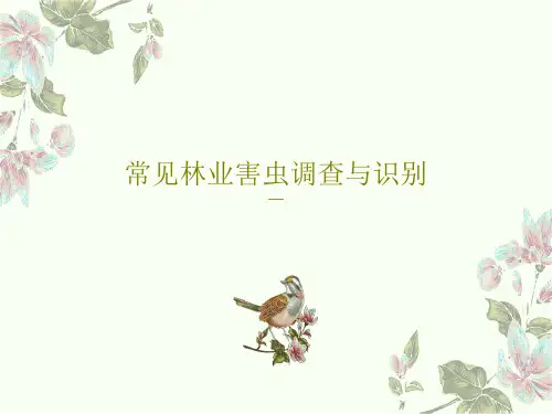常见林业害虫调查与识别共101页