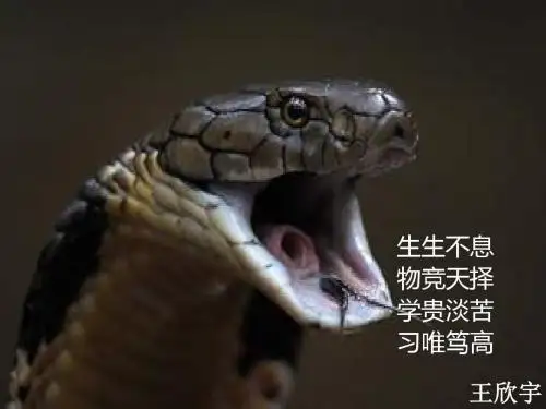 《2.2.2 动物细胞融合与单体克隆抗体 课件》高中生物人教版选修3 现代生物科技专题7797.ppt