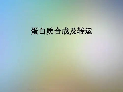 蛋白质合成及转运