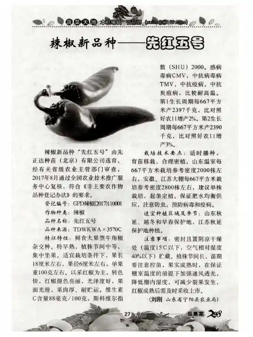辣椒新品种——先红五号