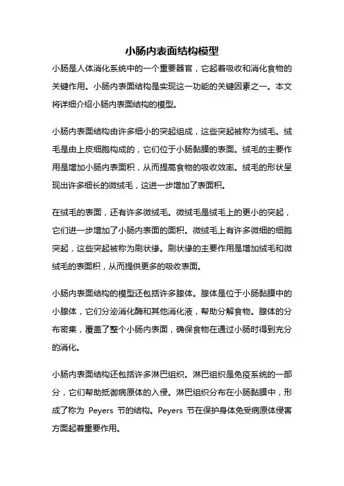 小肠内表面结构模型
