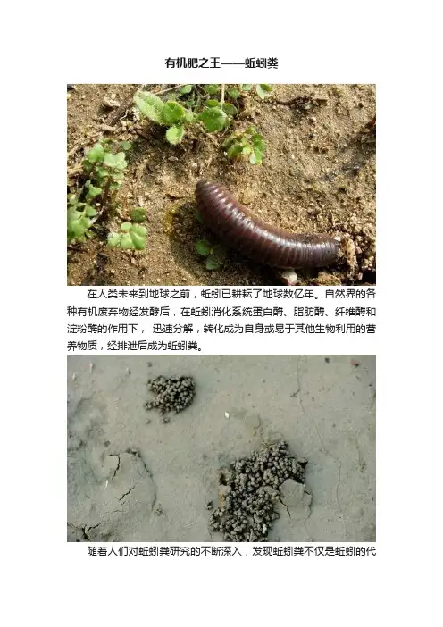 有机肥之王——蚯蚓粪