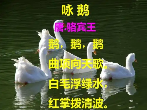 13《白鹅》贾会课件