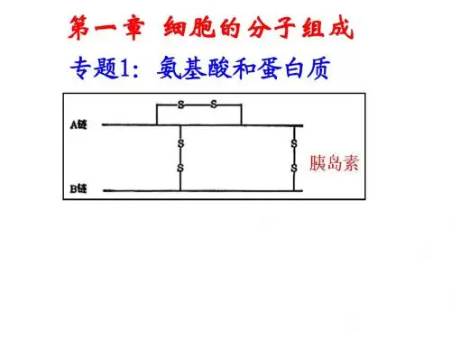 高中生物-氨基酸和蛋白质   专题复习