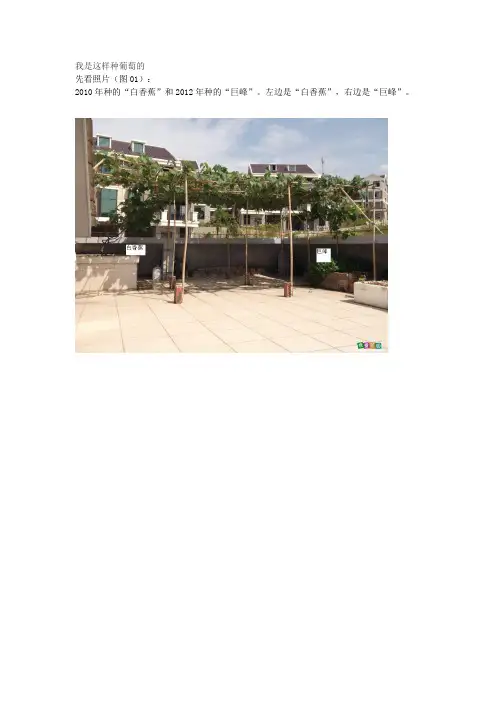 我是这样种葡萄的