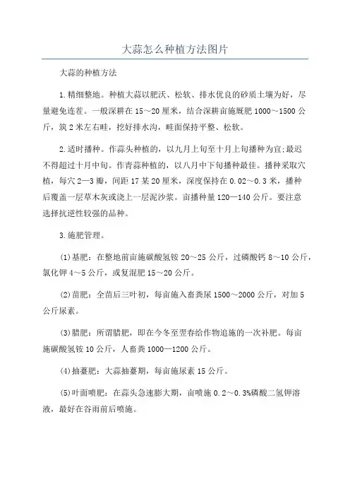大蒜怎么种植方法图片