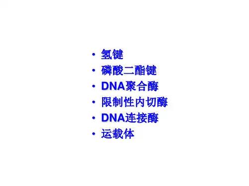人教版高中生物选修3专题1第1节DNA重组技术的基本工具(共53张PPT)