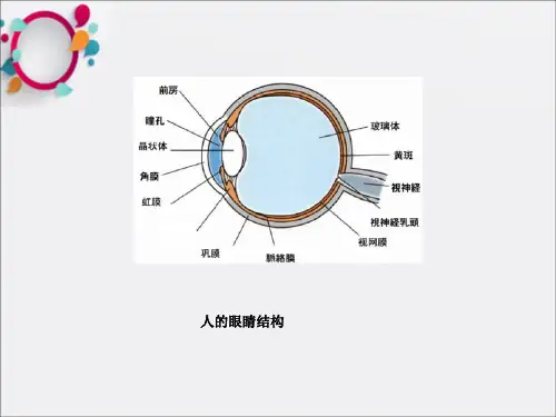 《永生的眼睛完整》PPT课件