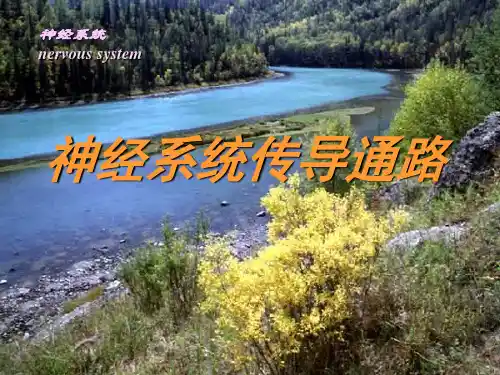 神经系统传导通路