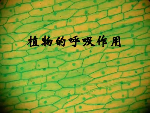 苏教版生物-七年级上册3.6.4植物的呼吸作用 课件 (2)