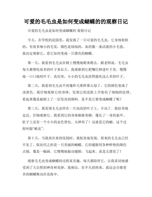 小学三年级作文可爱的毛毛虫是如何变成蝴蝶的的观察日记