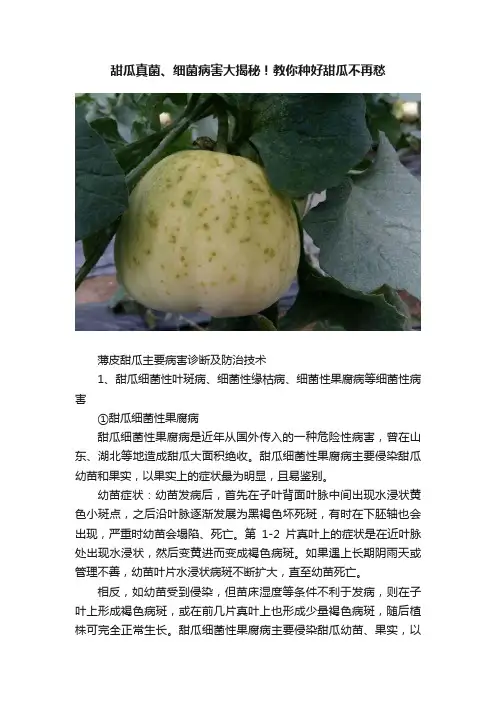 甜瓜真菌、细菌病害大揭秘！教你种好甜瓜不再愁