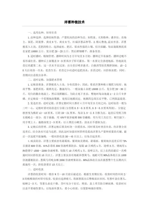 洋葱种植技术