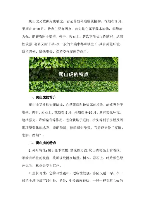 爬山虎的特点,爬山虎的资料简介
