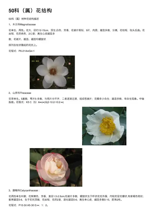 50科（属）花结构