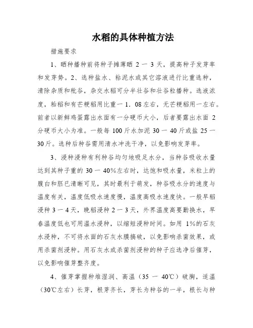 水稻的具体种植方法