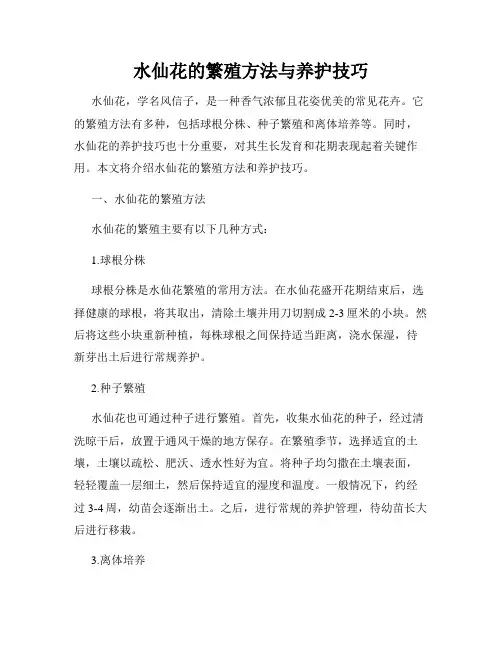 水仙花的繁殖方法与养护技巧