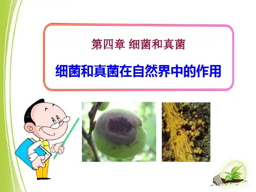 《细菌和真菌在自然界中的作用》细菌和真菌2-人教版八年级生物上册PPT课件