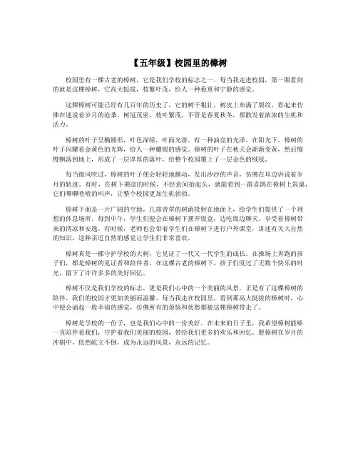 【五年级】校园里的樟树