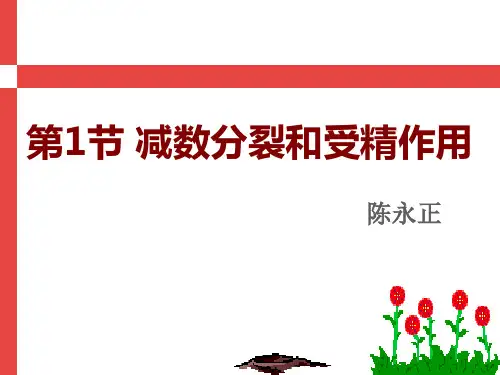 减数分裂说课课件(12张PPT)