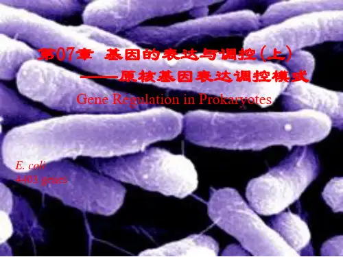 分子生物学-13-原核基因表达调控-1-概念分类