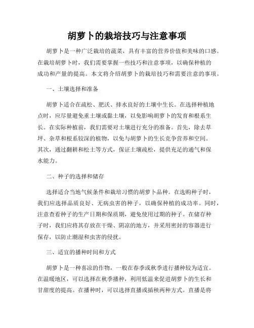 胡萝卜的栽培技巧与注意事项