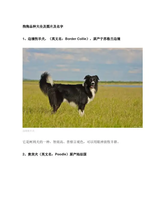 狗狗品种大全及图片及名字