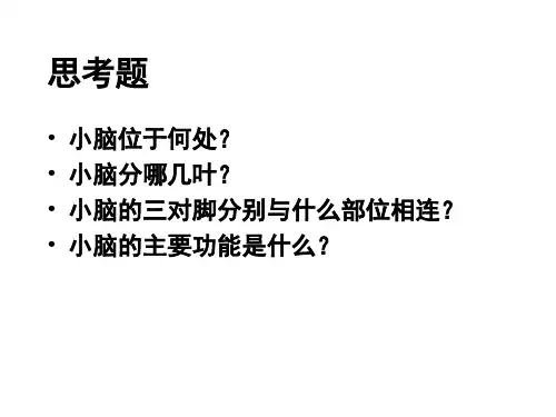 小脑-解剖