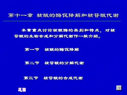 生物化学合工大第十二章核酸的酶促降解和核苷酸代谢